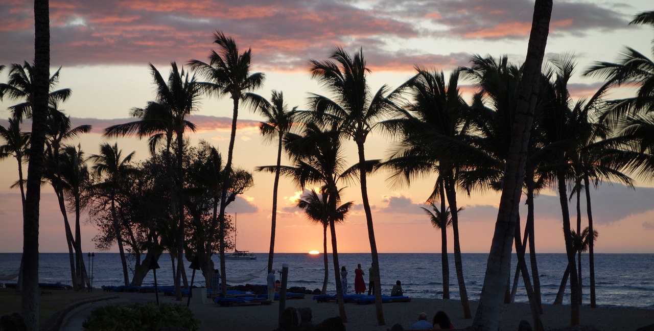 People watching the sunset during a calm evening  by the beach. Surrounded by palm trees.